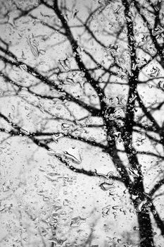 Rain drops on window glass creating blurry silhouette of bare tree.
