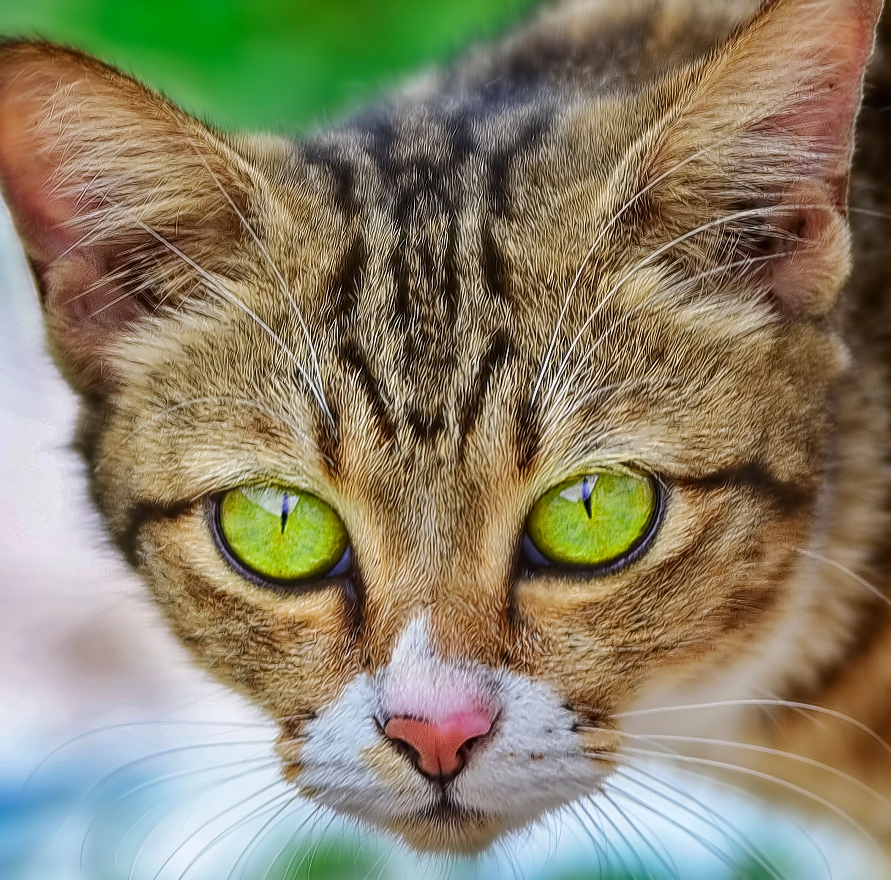 Close-up Portrait of a Cat with Bright Green Eyes · Free Stock Photo
