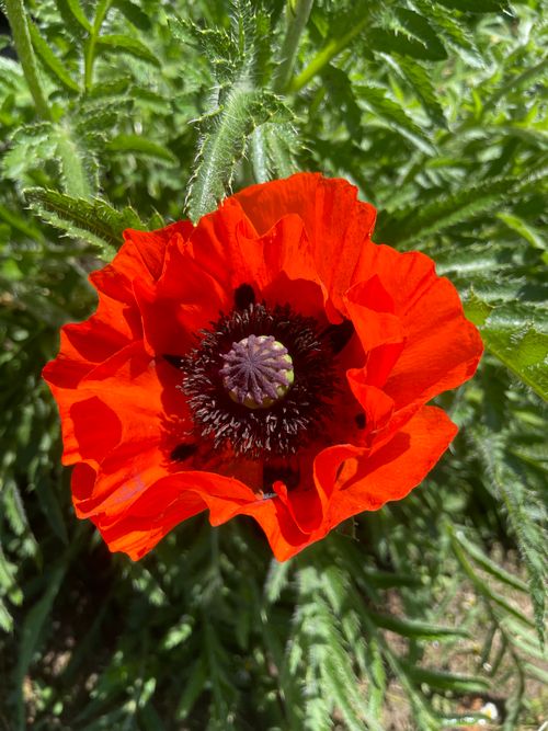 Free Close-up of a vivid red poppy in full bloom against lush green foliage, capturing the essence of summer. Stock Photo