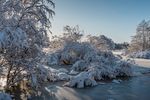 Serene Winter Landscape with Snow-Covered Trees · Free Stock Photo