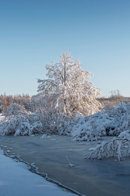 Free Tranquil snowy scene with frosted trees by a frozen lake under a clear blue sky. Stock Photo