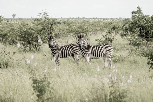 Captivating image of two zebras standing in the lush greenery of the African savannah.