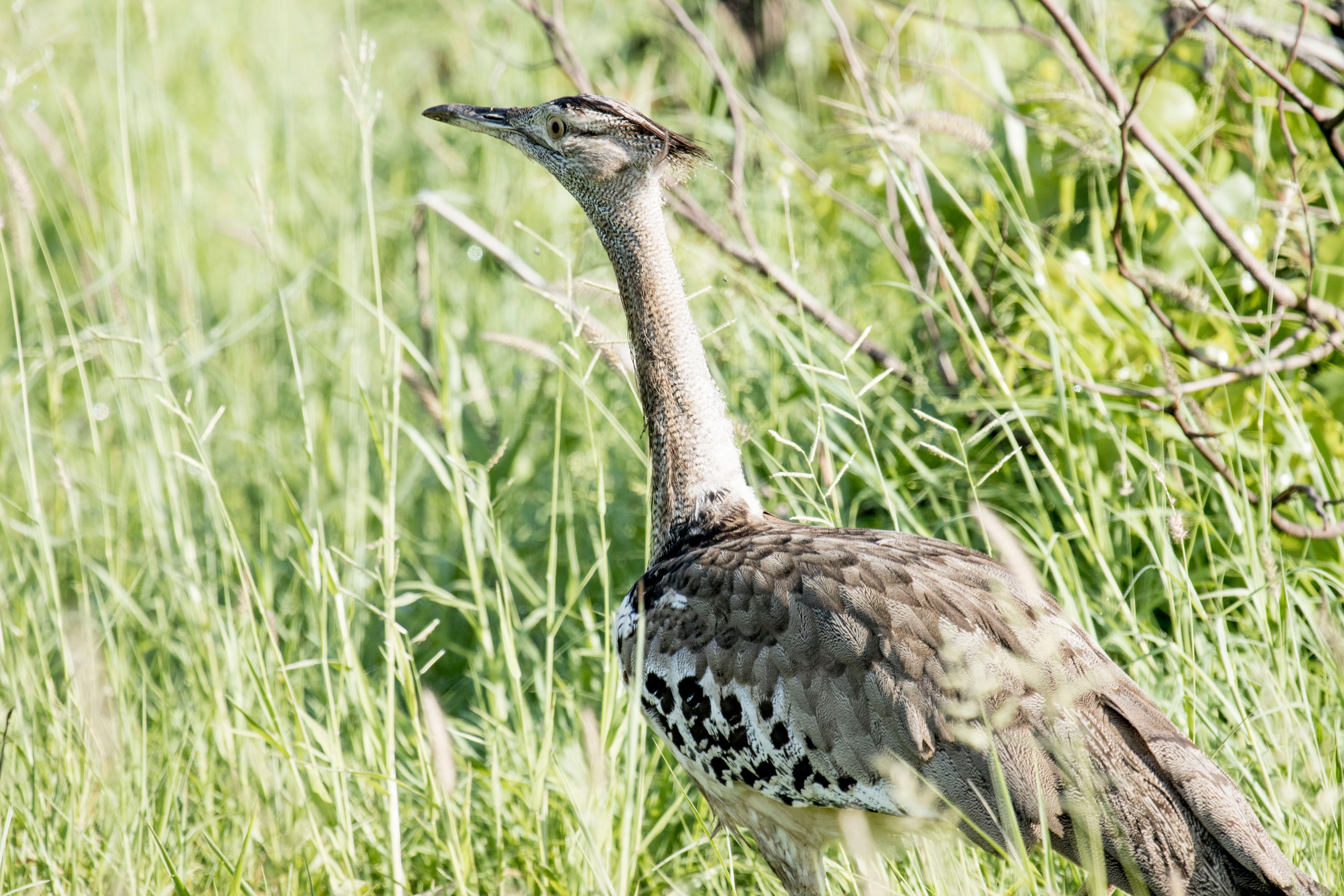 Great Bustard standing proudly in lush grassy field, showcasing its natural habitat.
