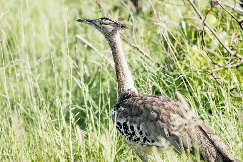 Great Bustard standing proudly in lush grassy field, showcasing its natural habitat.