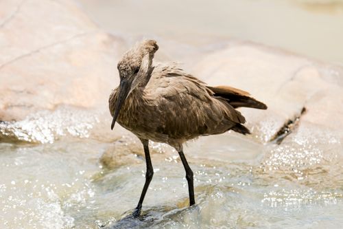 Free A Hamerkop bird standing in a shallow, rocky stream under bright sunlight. Stock Photo