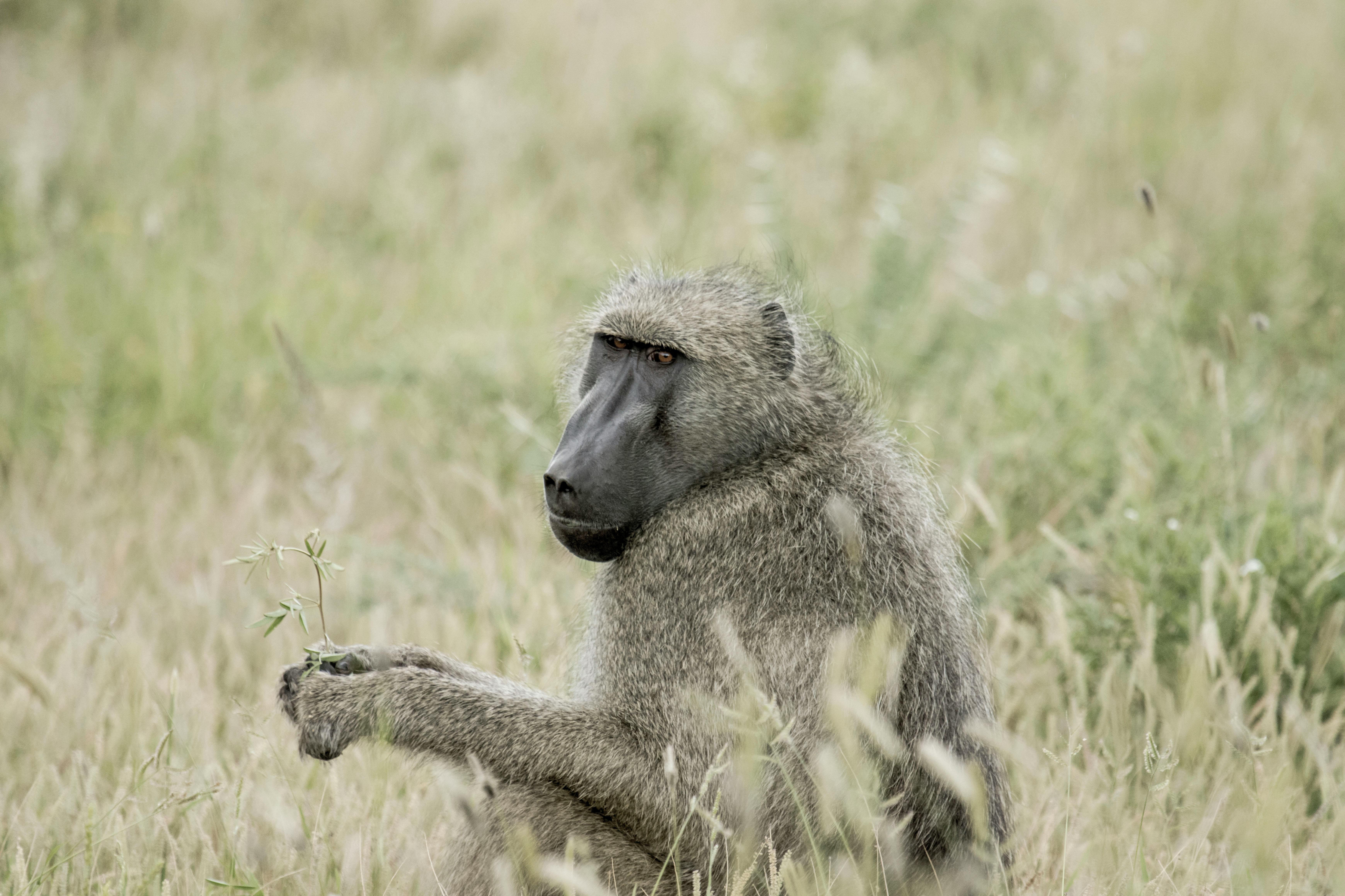 Portrait of an Olive Baboon in a grassy field, captured in a natural setting.