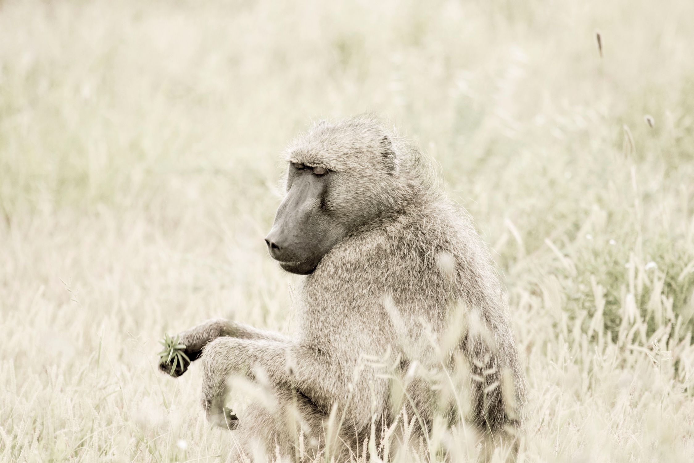 Serene Baboon in Natural Habitat · Free Stock Photo