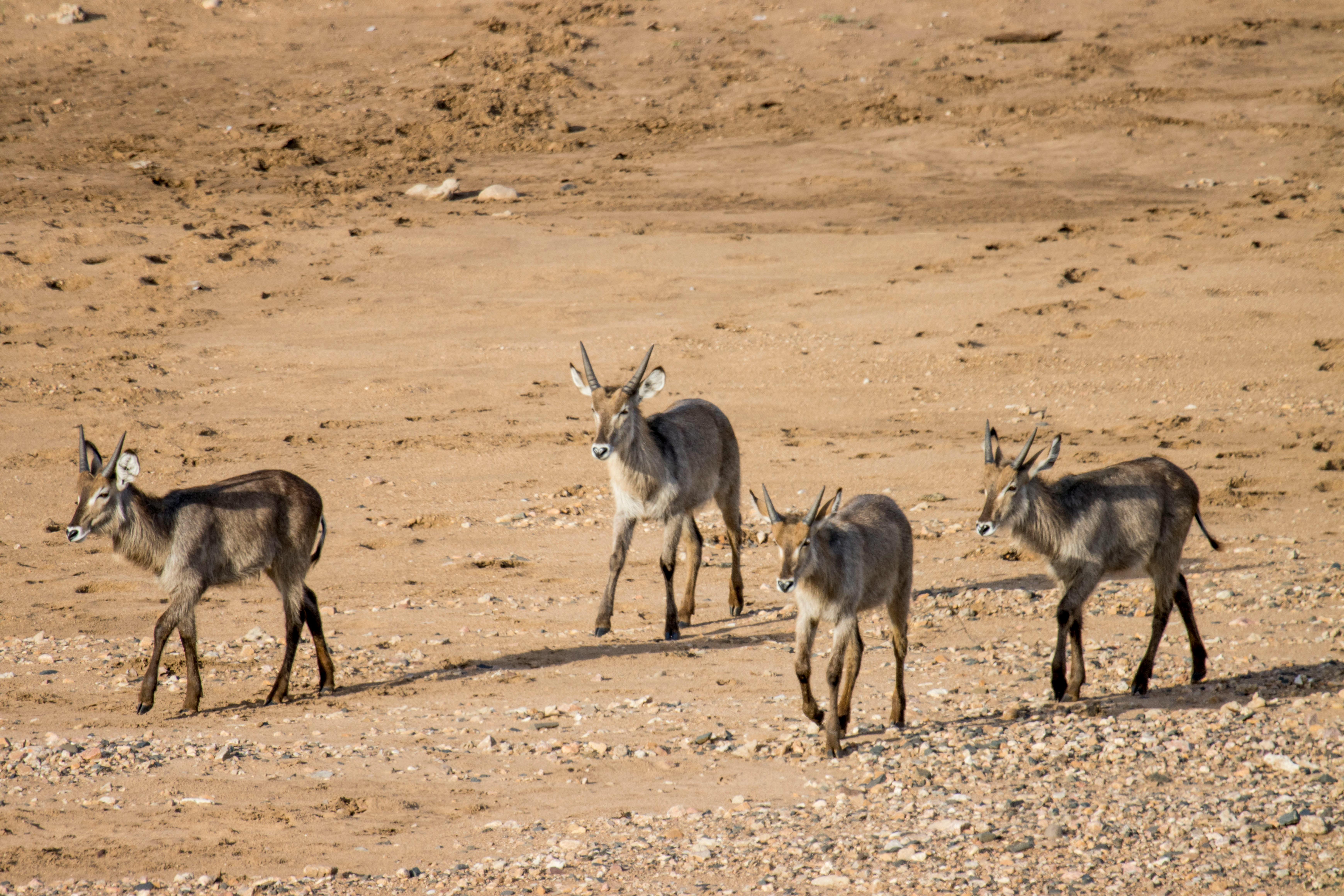 無料 4 頭のウォーターバックの群れが不毛の砂地を散歩しています。 写真素材
