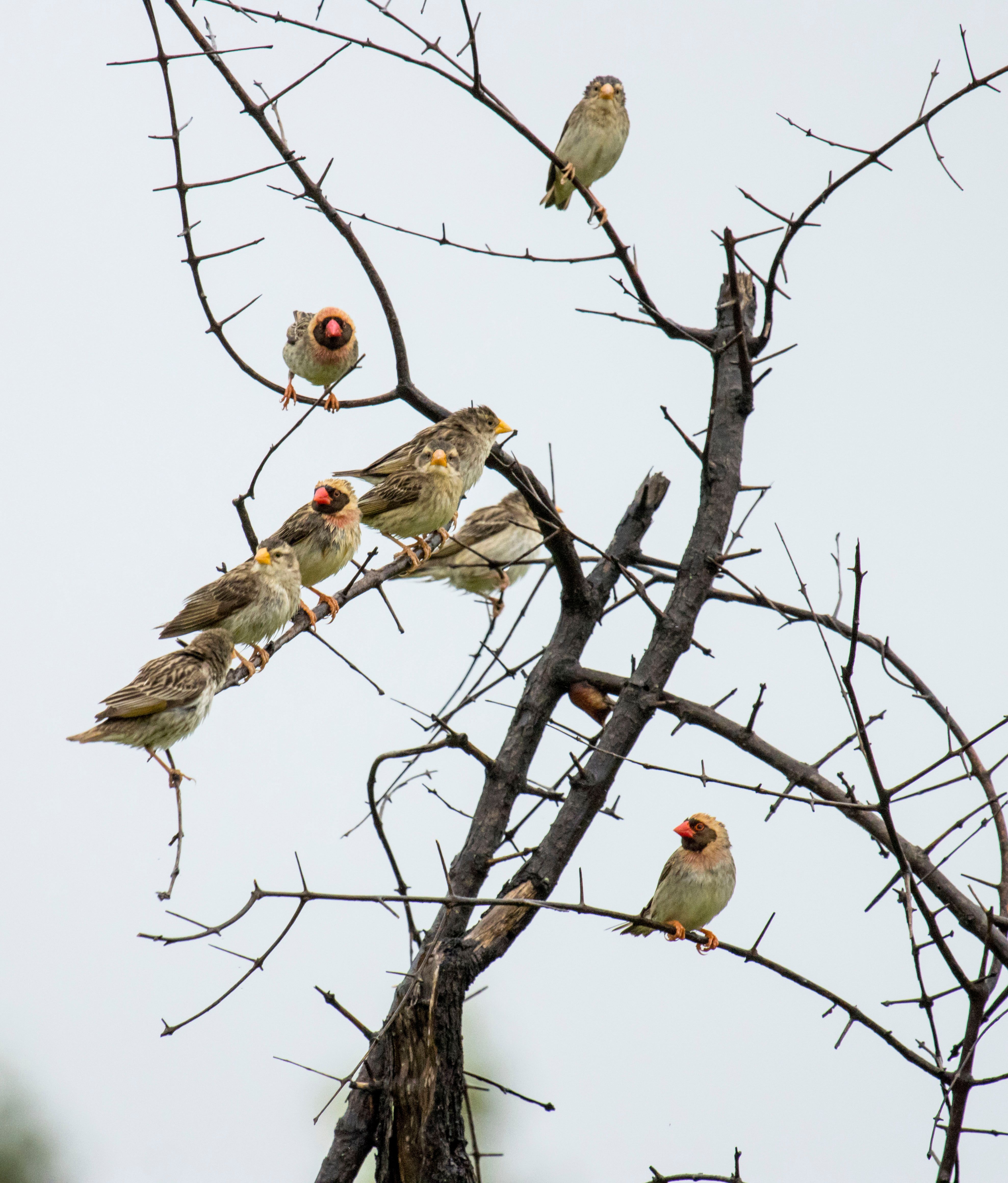 Flock of Birds Perched on Bare Tree Branches · Free Stock Photo