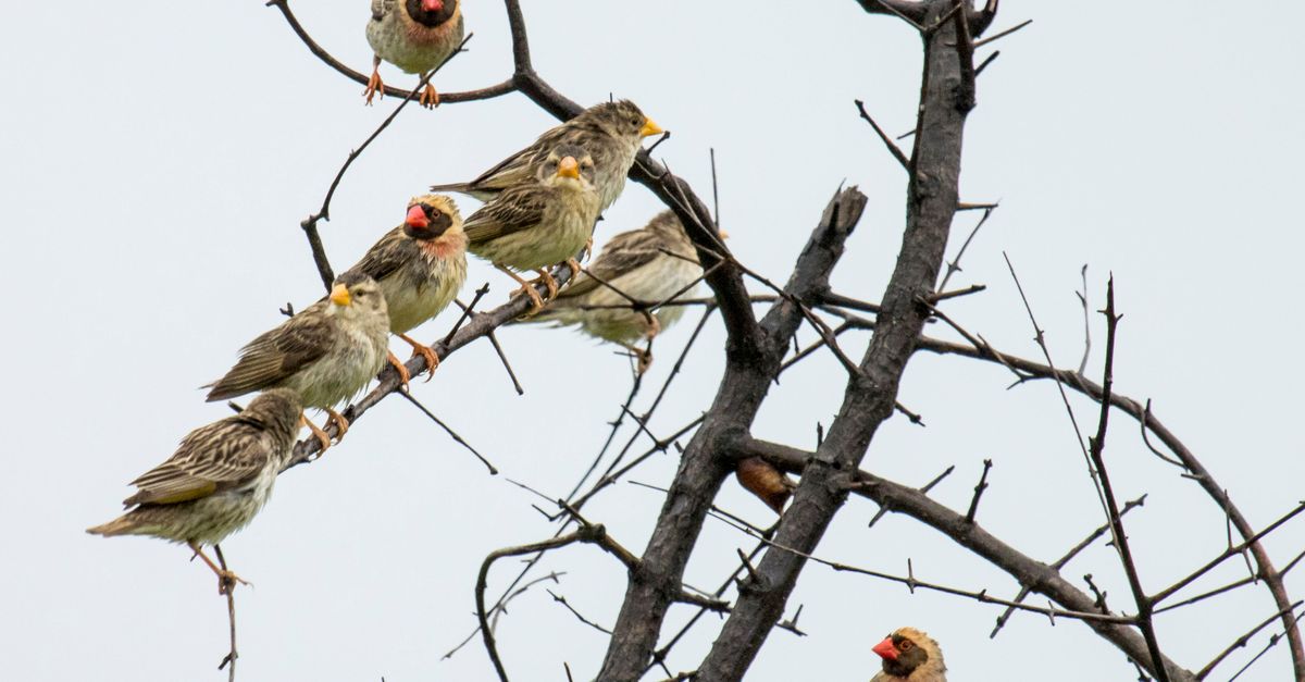 Flock Def Flock of Birds Perched on Bare Tree Branches · Free Stock Photo
