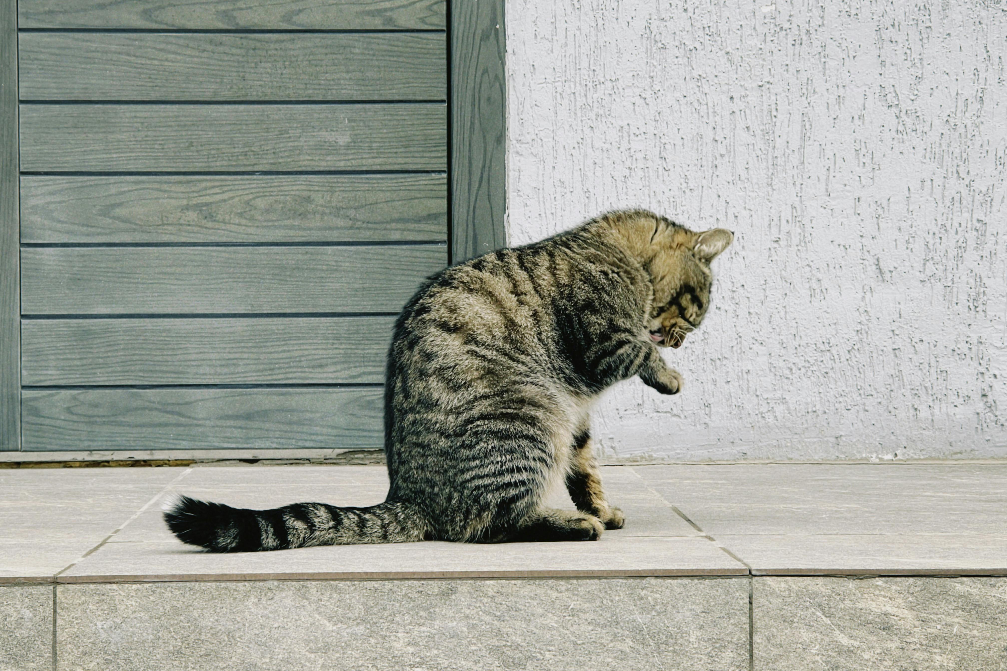 pet care pet grooming — Photo by Aibek Skakov on Pexels