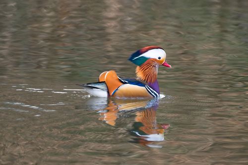 Free Colorful mandarin duck glides on a calm pond with vibrant plumage displayed. Stock Photo