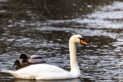 Free A graceful swan and ducks gliding on a serene lake in Bavaria, Germany. Stock Photo