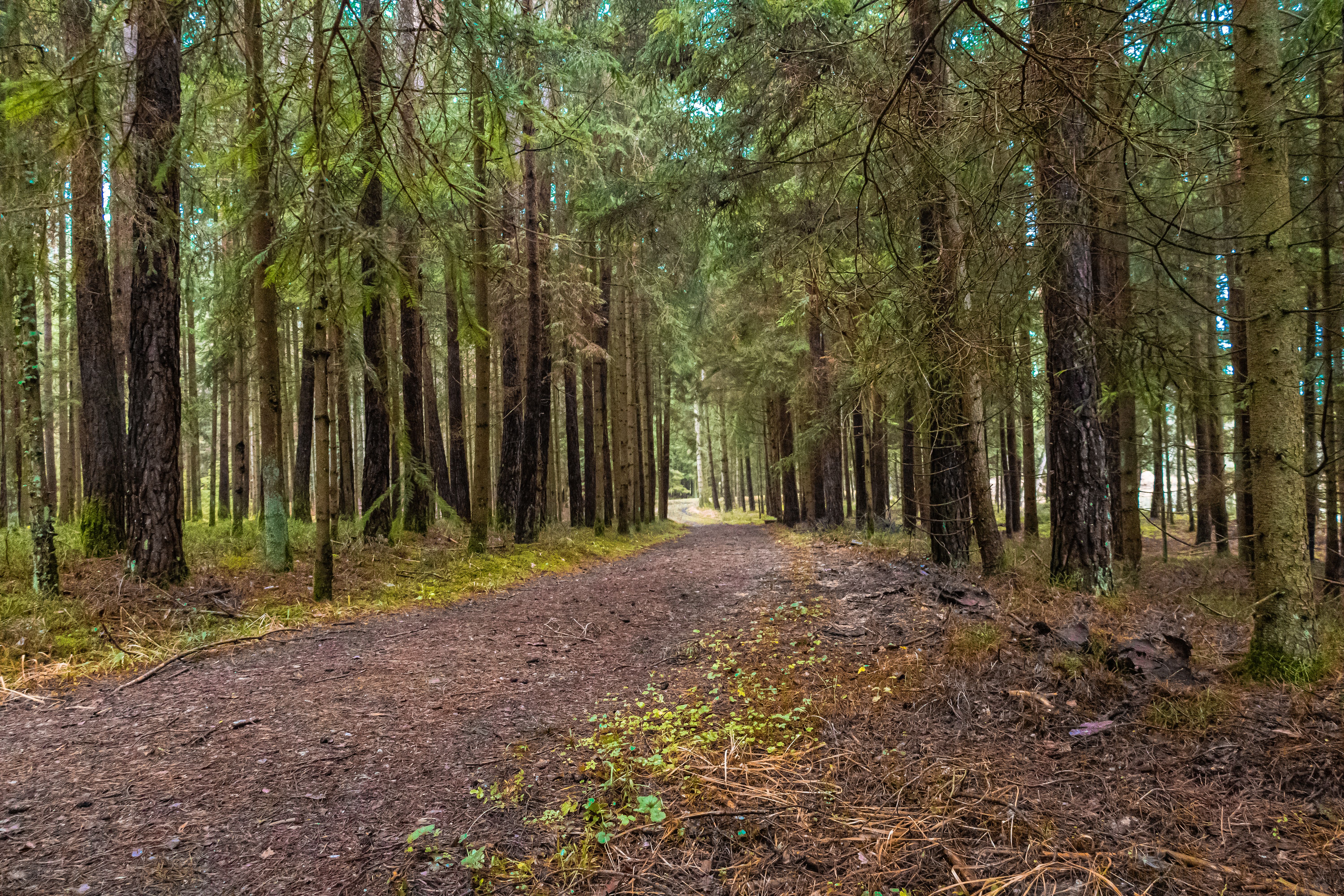 A tranquil forest trail in Bayern, Germany, showcasing lush greenery and peaceful surroundings.