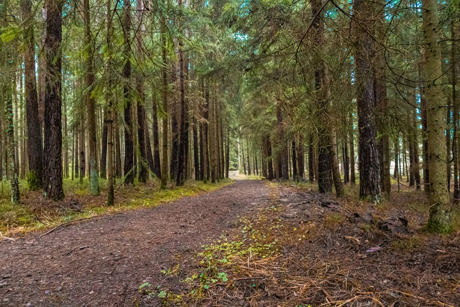 A tranquil forest trail in Bayern, Germany, showcasing lush greenery and peaceful surroundings.