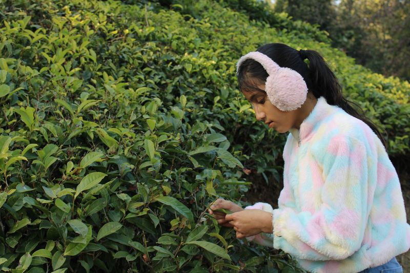 Kausani — Hill Station destination in Uttarakhand