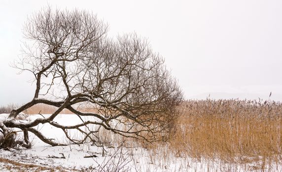A tranquil winter scene featuring a bare tree and dry reeds against a snowy backdrop.