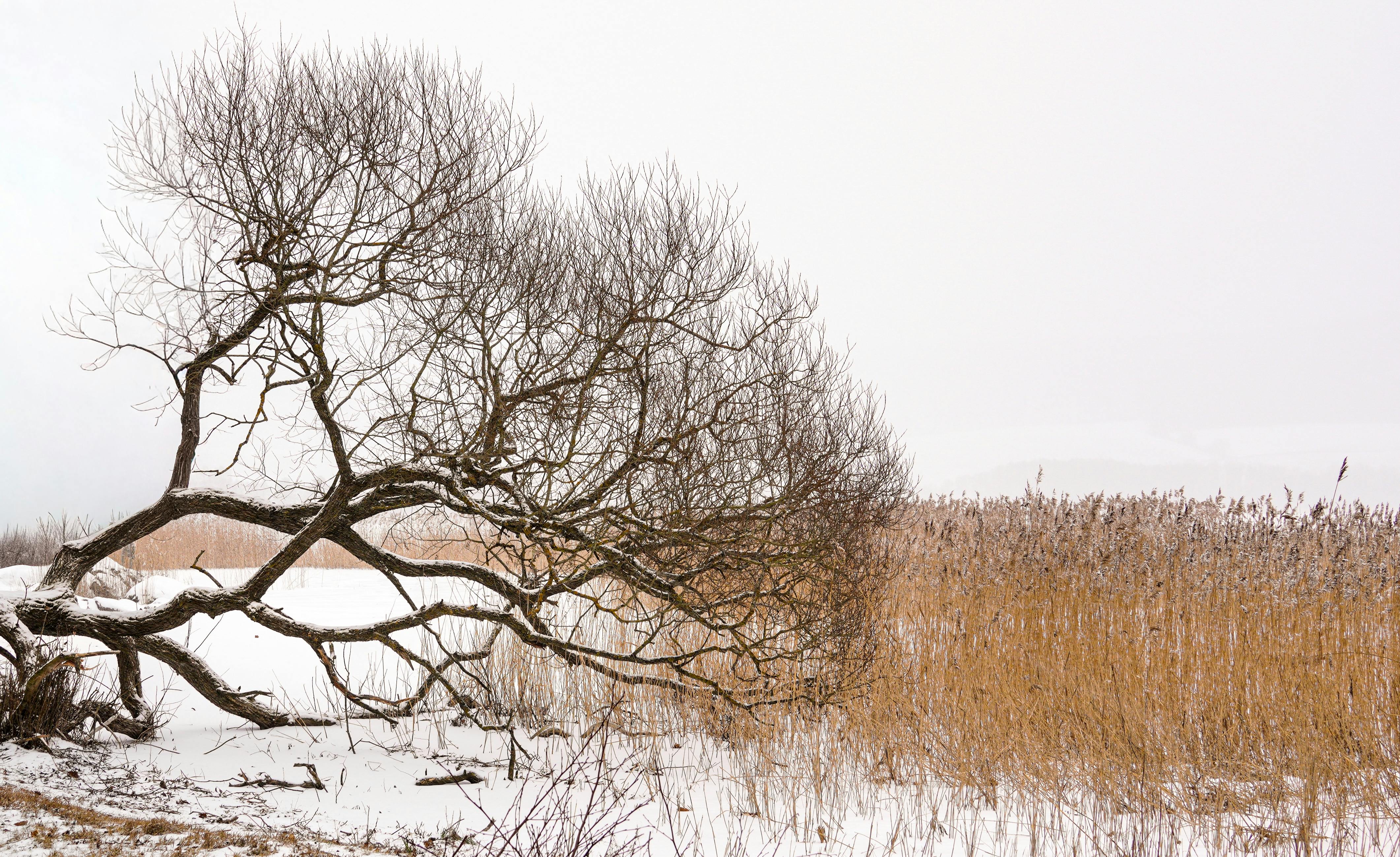 Gratis Et roligt vinterscene med et bart træ og tørre siv mod en snedækket baggrund. Lagerfoto