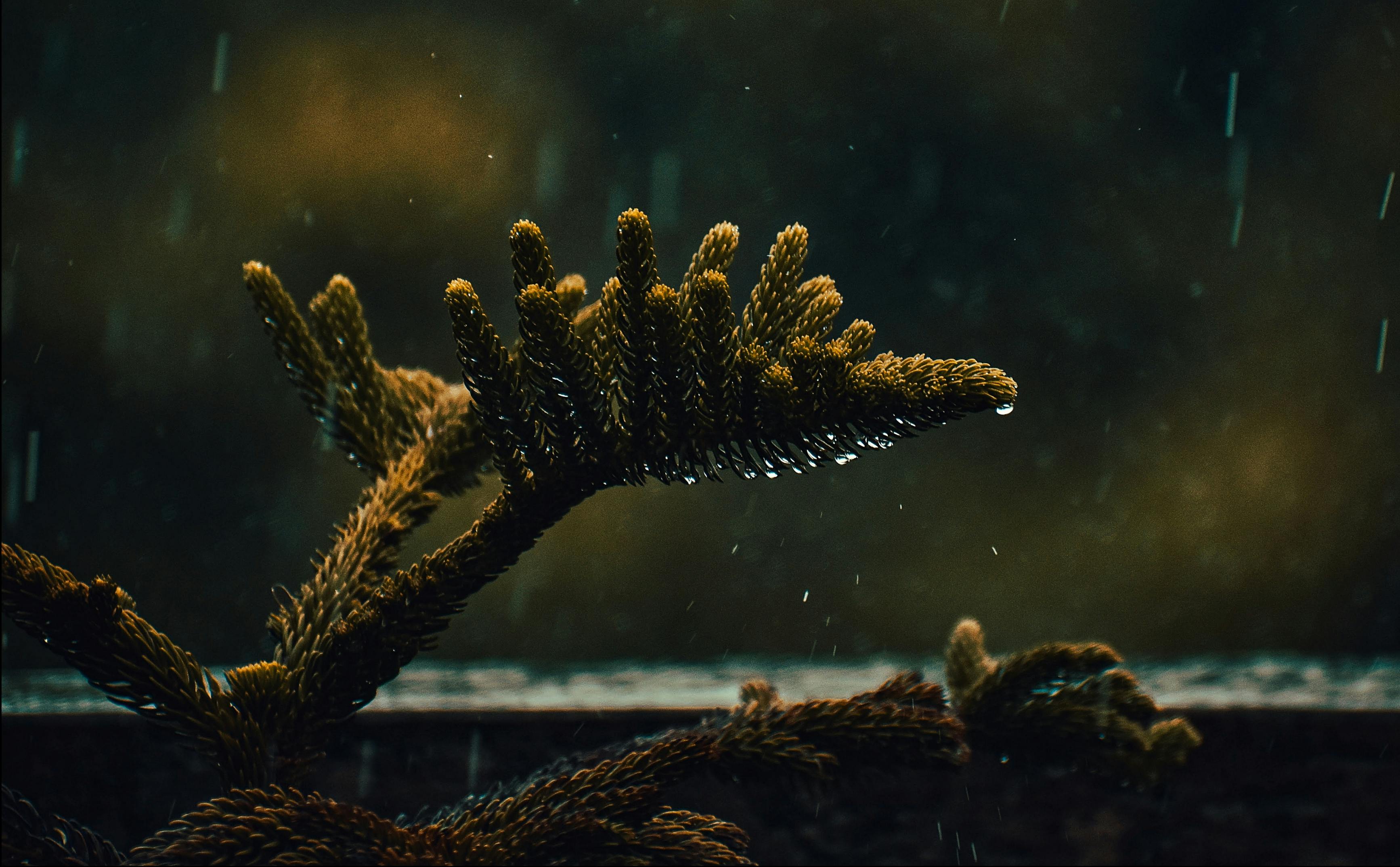 Gratis Primo piano suggestivo di un ramo di pino bagnato dalla pioggia, che cattura la tranquillità durante una giornata piovosa a Calcutta, in India. Foto a disposizione