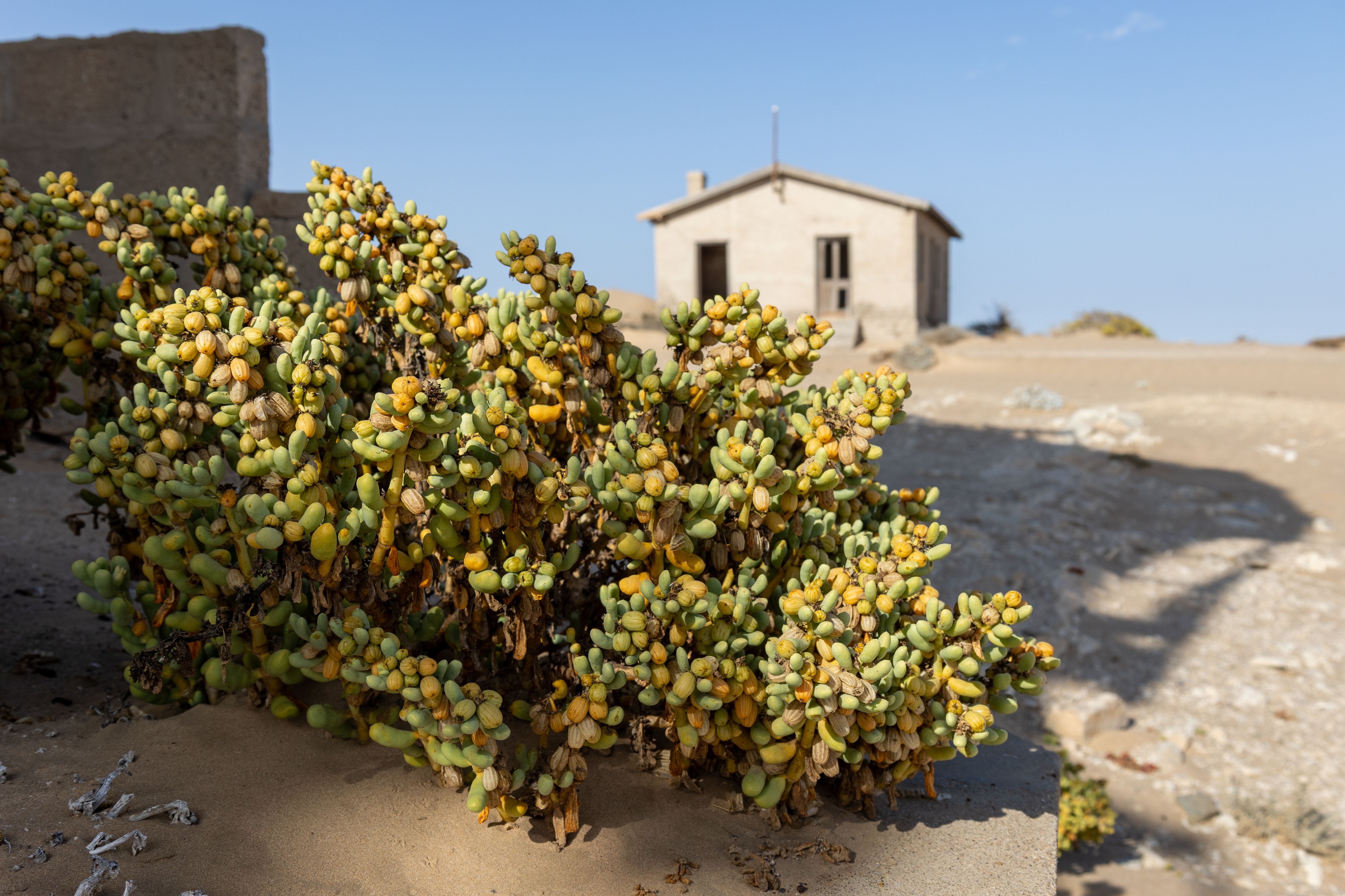 Succulent plant in Namibian desert beside an abandoned house under clear skies.