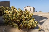 Succulent plant in Namibian desert beside an abandoned house under clear skies.