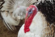 Close-up of a Thanksgiving Turkey in Natural Setting
