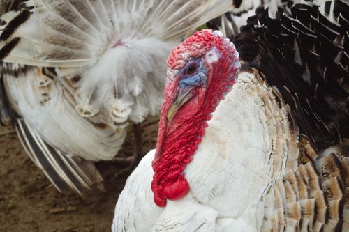Free Detailed image of a turkey displaying vibrant plumage and intricate textures. Stock Photo