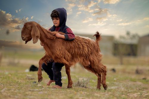 Free A young child in Gaza is seen outdoors embracing a goat under a cloudy sky. Stock Photo
