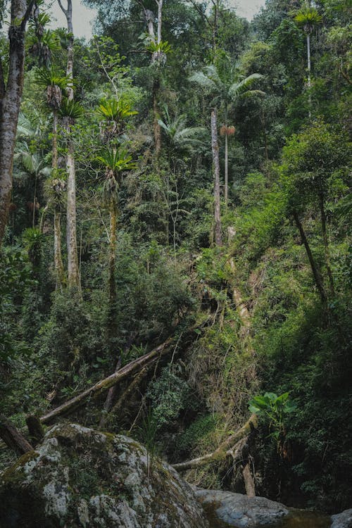 A View of a Lush Rainforest