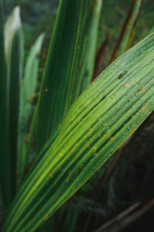 Water Droplets on Green Leaf