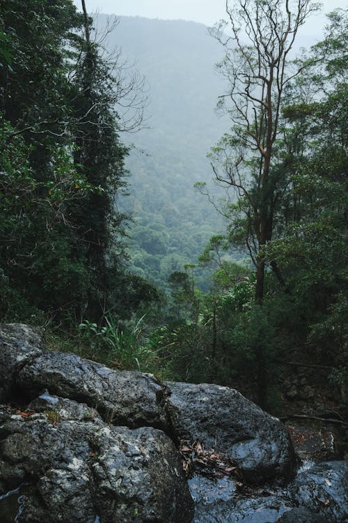 Arbres Verts Sur La Montagne