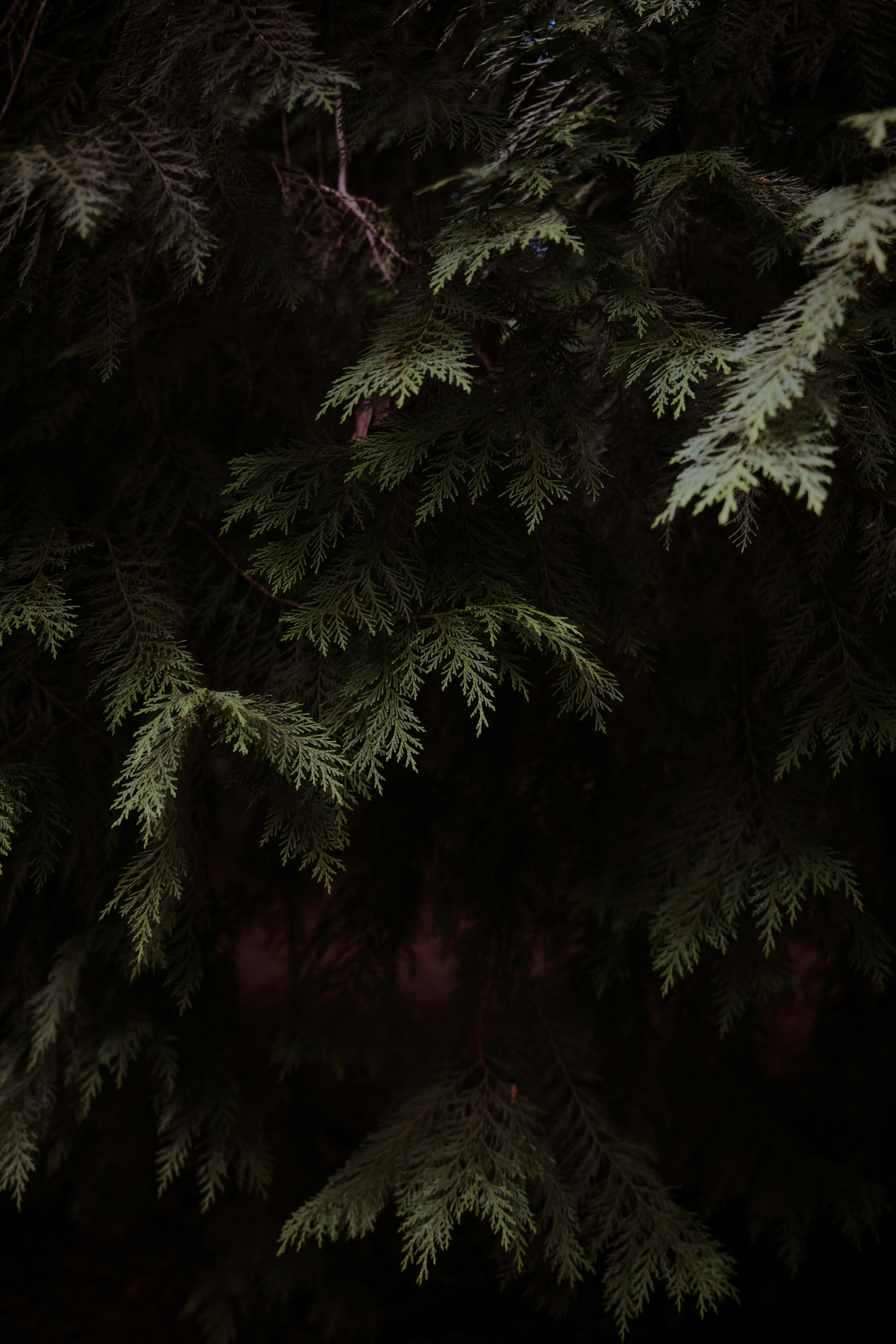 Bezpłatne Szczegółowy widok ciemnozielonych gałęzi zimozielonych ze skomplikowanymi wzorami igieł. Zdjęcie z galerii