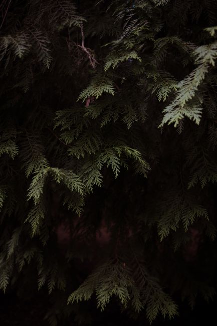 Detailed view of dark green evergreen branches with intricate needle patterns.