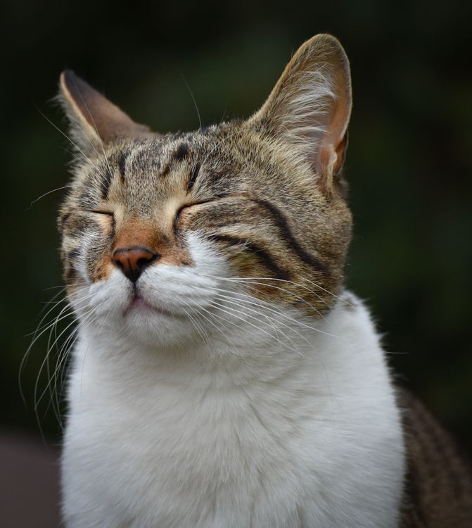 Free A serene domestic cat enjoys a tranquil outdoor moment, eyes closed in calm contentment. Stock Photo