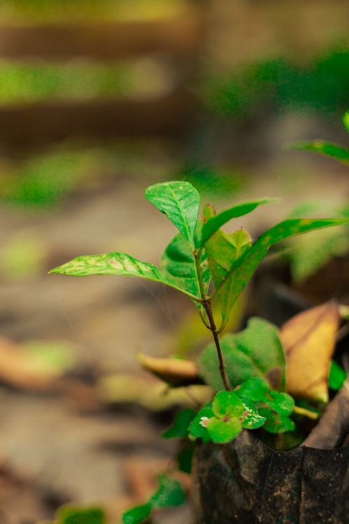 Free Close-up of a small green seedling growing in a natural outdoor setting. Stock Photo