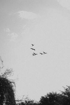 Black and white image of birds in flight against a clear sky, creating a minimalist composition.