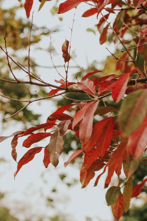 Free Close-up of red autumn leaves on a tree branch against a blurred background, showcasing nature's vibrant colors. Stock Photo