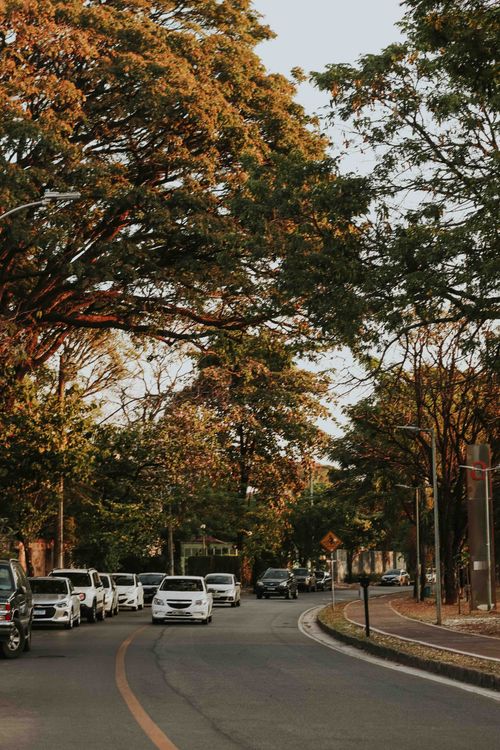 Free Serene street view of cars lined under trees during sunset Stock Photo
