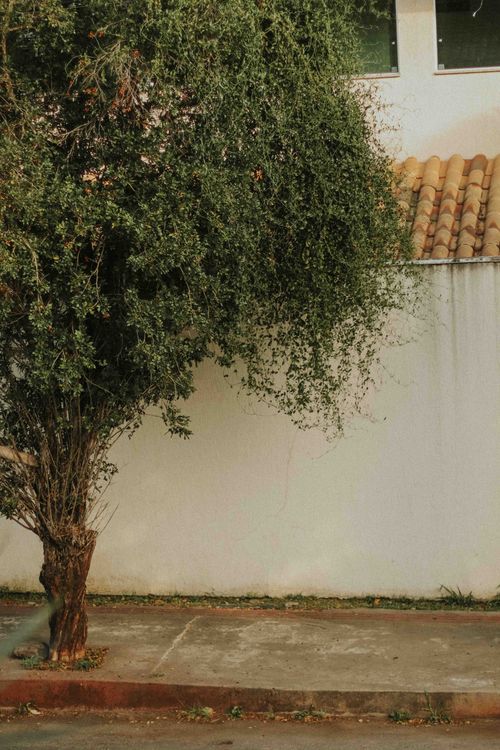 Free Serene urban street with lush tree and white building wall. Stock Photo