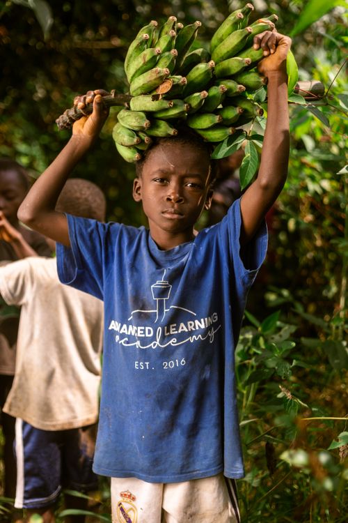 Free A boy in a blue shirt carries a large bunch of green bananas in a lush, rural landscape. Stock Photo