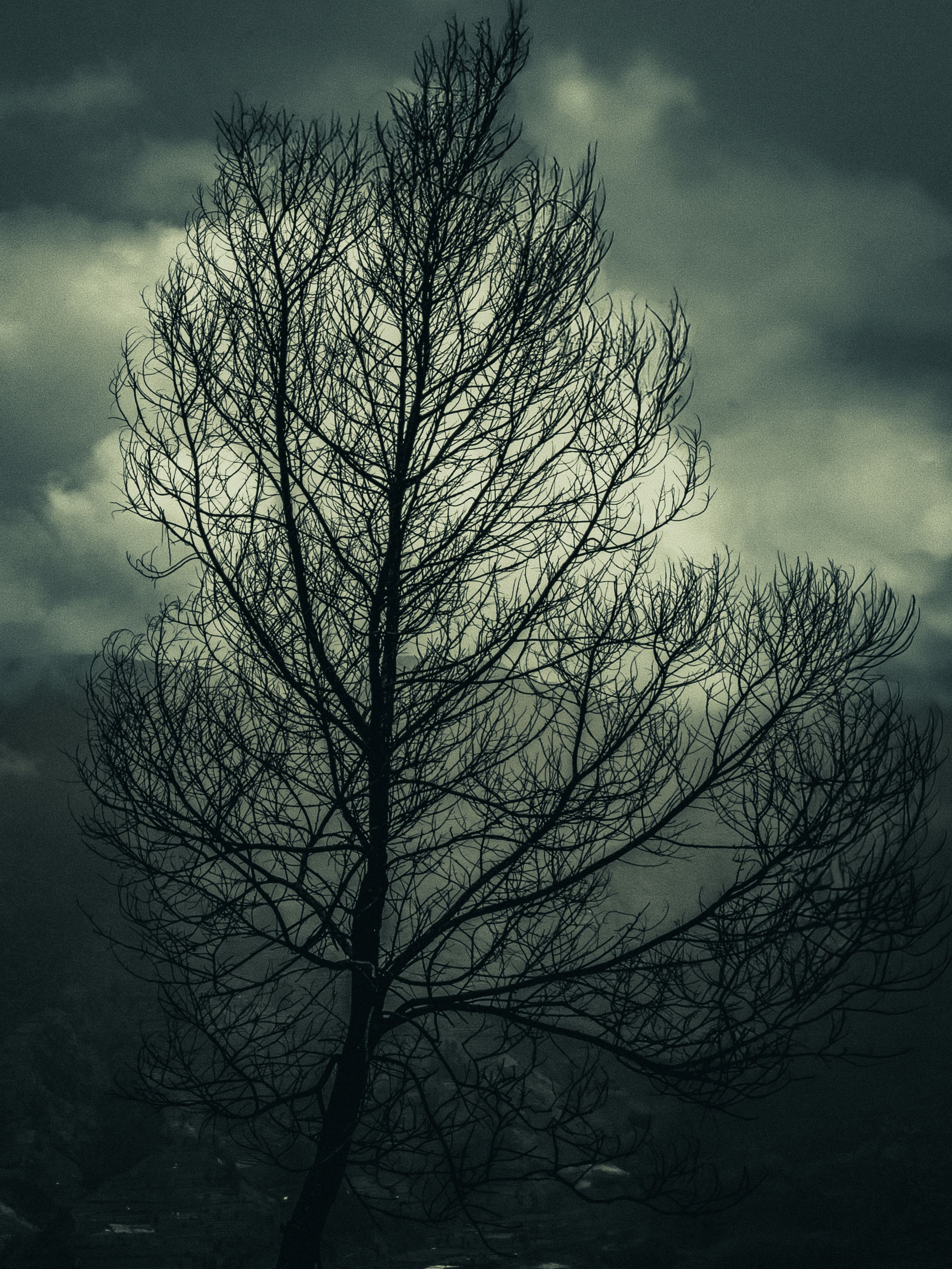 Dramatic Silhouette of Bare Tree Against Cloudy Sky · Free Stock Photo