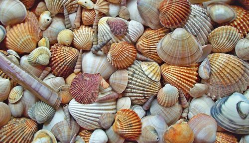 Free stock photo of crusts, shells, textura Stock Photo