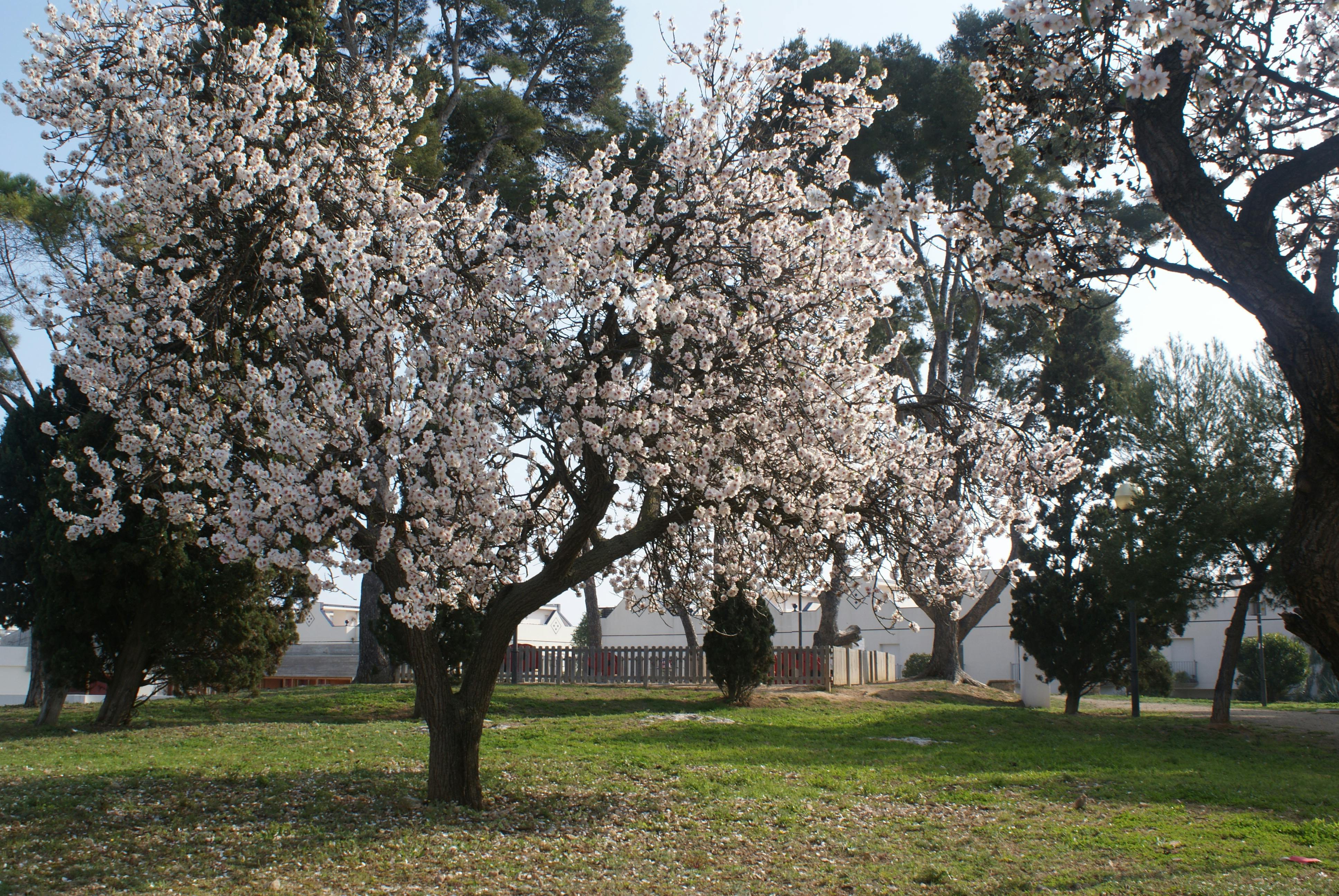 A beautiful cherry blossom tree in full bloom in a sunlit park during springtime.