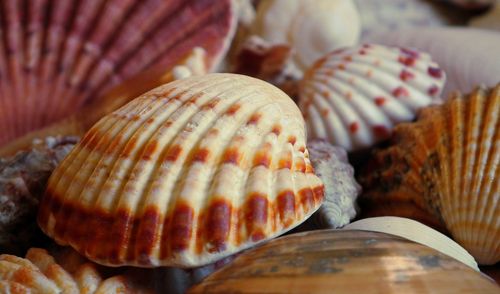 Free A vibrant collection of variously colored seashells in a close-up view. Stock Photo
