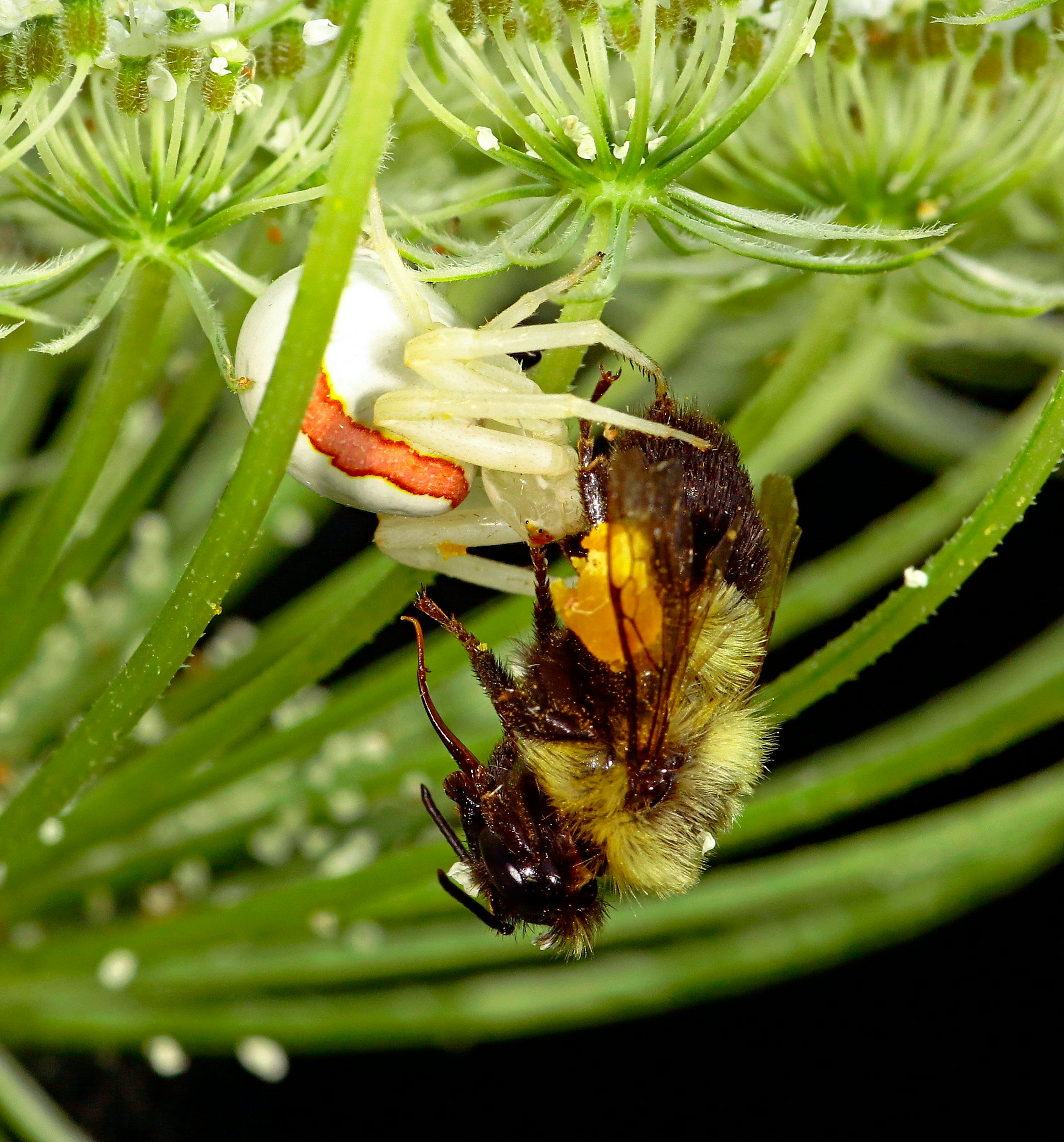 A crab spider captures a bumblebee on a flower, highlighting a dramatic moment in nature.