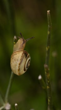Macro shot of a garden snail climbing a green plant stem, showcasing natural habitat details.