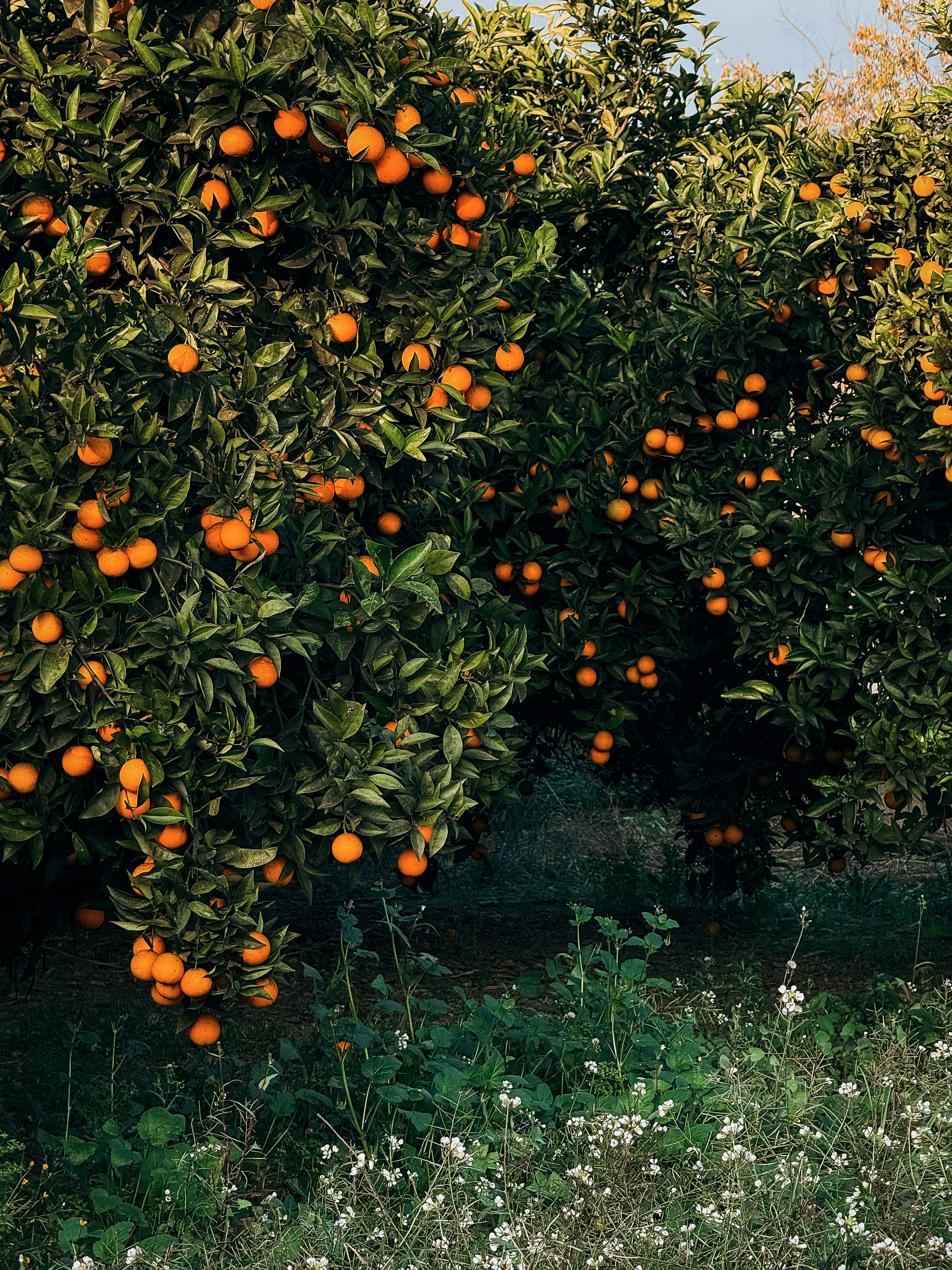 Valencia Orange Grove