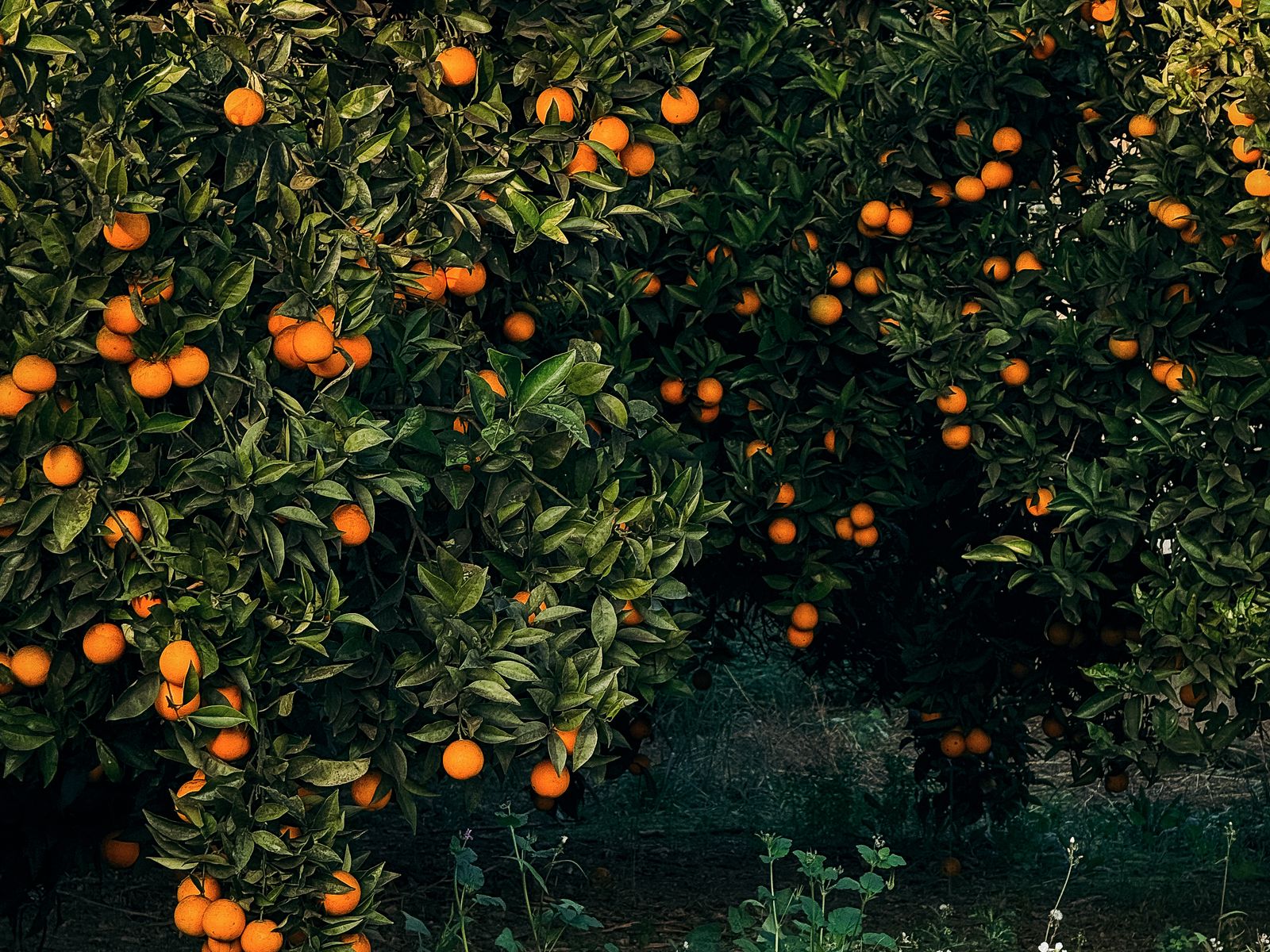 Valencia Orange Grove