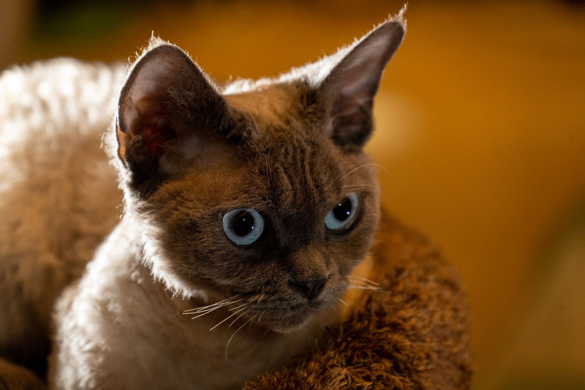 1. The Biological Reality: What is 'Hypoallergenic' in Cats?
