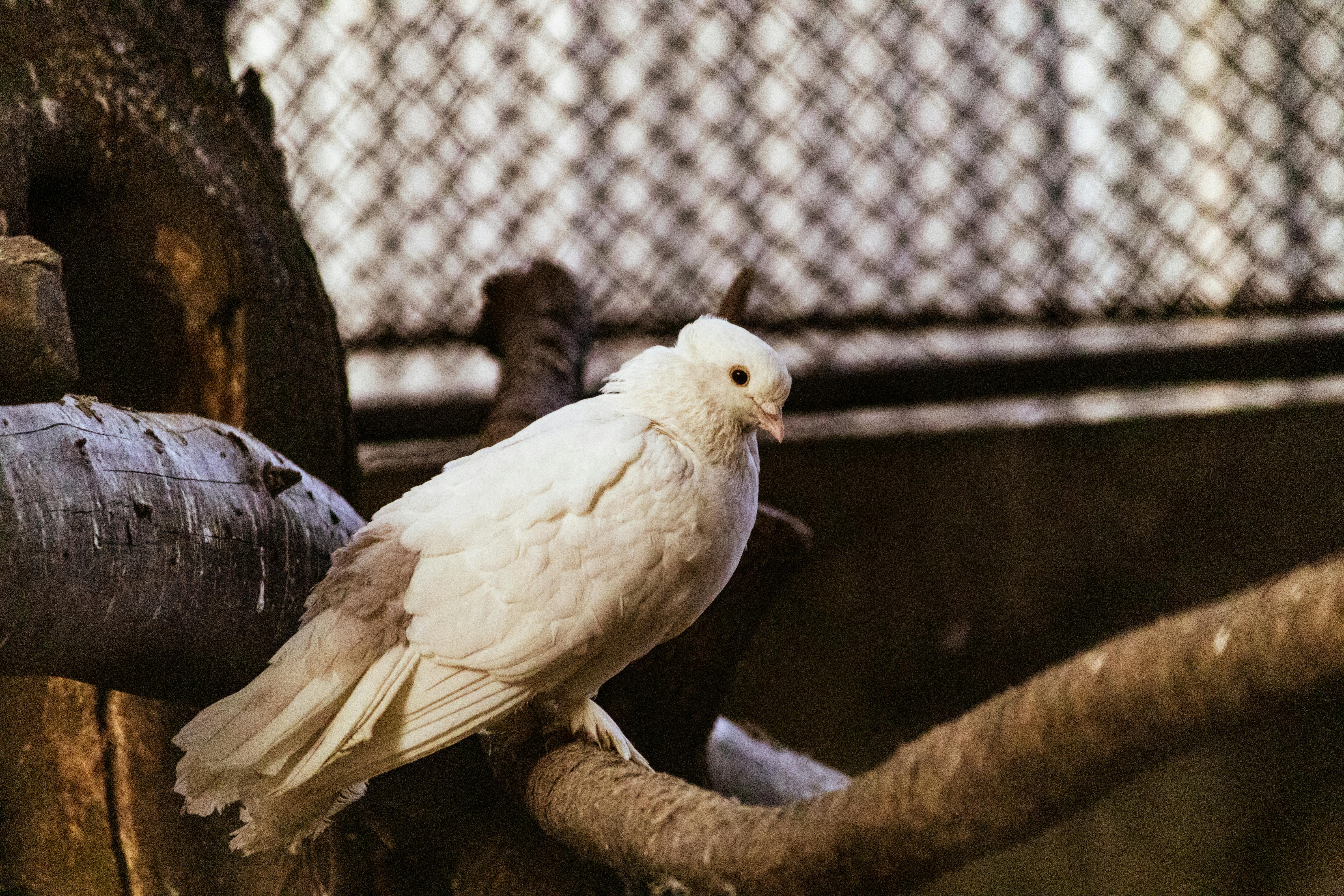 ingyenes Egy derűs fehér galamb ült egy faágon egy hálós háttérrel ellátott beltéri kifutón. Stockfotó